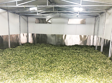 OH-Chamomile-Drying