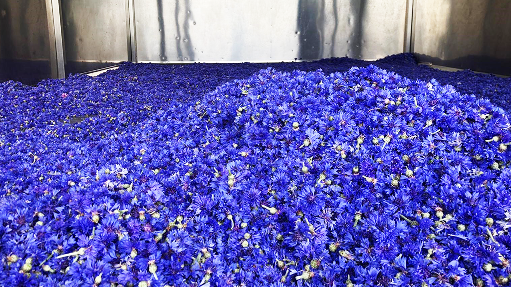 OH-CornFlower-Drying